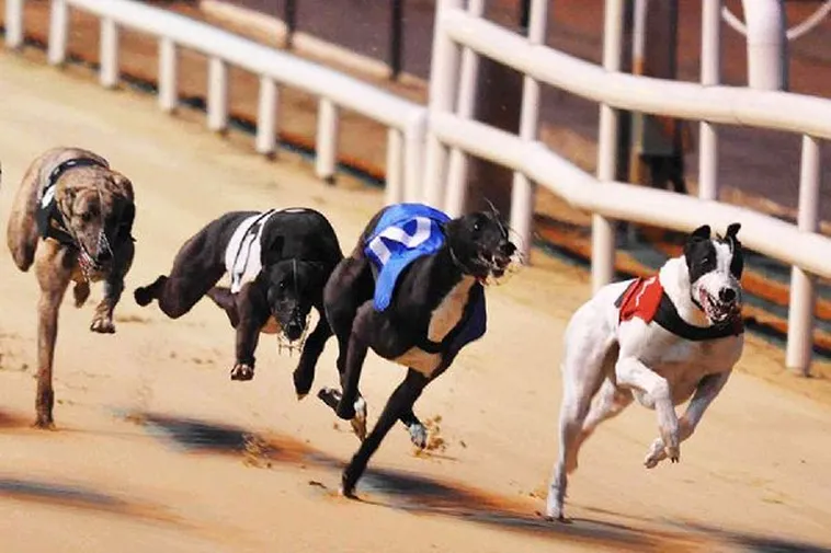 Bật Mí Cách Chơi Đua Chó Xin88 Bất Bại Từ Các Chuyên Gia