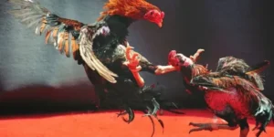 Làm Chủ Sàn Đấu Đá Gà WS168 Tại Xin88 Với Chiến Thuật Toàn Thắng