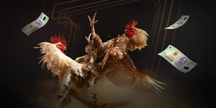 Trải Nghiệm Đá Gà Xin88 Đỉnh Cao Với Hàng Trăm Trận Đấu Mỗi Ngày