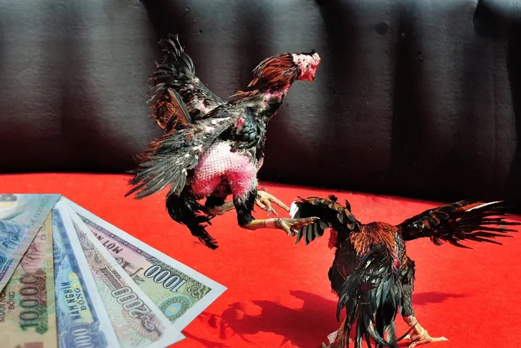 Bí Quyết Chơi Đá Gà Sabong Xin88 Chắc Thắng Từ Các Sư Kê Lão Làng